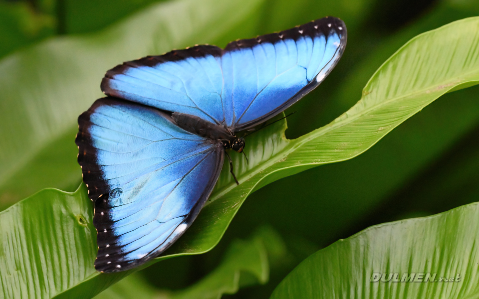 Common morpho (Morpho peleides)
